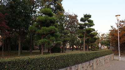 Trees along the park walkway.