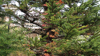 Fall leaves going up a fir tree.