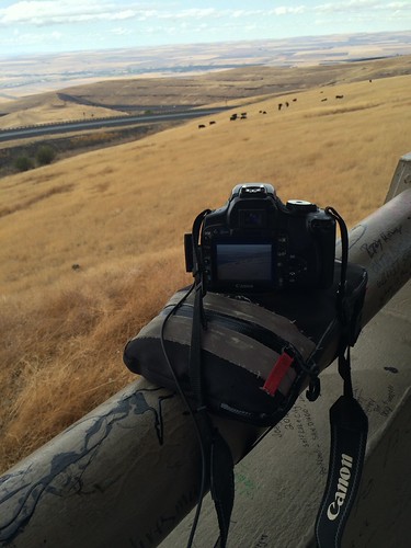 Foreground is a camera resting on a magbag, balanced on a round railing, photographing the cows that are in the background.
