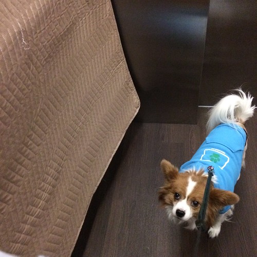 A small Papillon dog in a blue hoodie sweatshirt (hood not pulled up) looking up at the camera, resigned to his fate of going for a walk.
