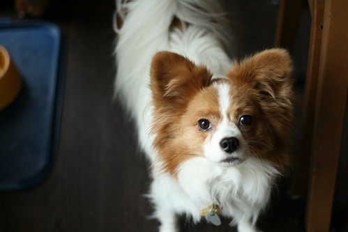 Happy, a small white dog with brown markings, staring up into the camera.