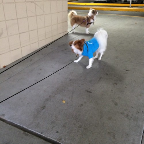 Kiki in the background, contemplating (I presume) which car to attempt to get into. Happy in the foreground walking back toward me and shaking off.
