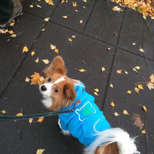 Happy, looking up at the camera, wearing a blue hoodie with an outline of Oregon with a heart in it.
