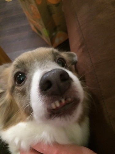 A close up of my sweet dog Kiki. She is a little goofy, and has an adorable underbite.