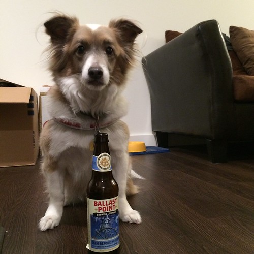 A dog sitting over an open & empty bottle of Ballast Point 