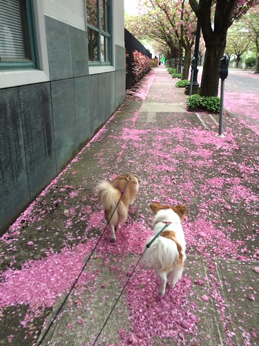Two dogs facing away from the camera, walking on pink flower petals from the trees above.