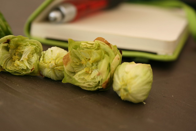Two snapped in half hop cones positioned in front of a small notebook with a red pen inside it.