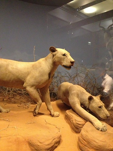 The Lions of Tsavo diorama at The Field Museum.