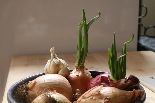 Onion sprouts!