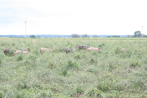Hogs in pasture.