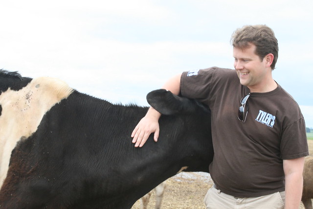 A dairy cow half-nuzzling/half-shoving a man in the hopes of getting more scratching. Her head is tucked under his arm and behind his back.