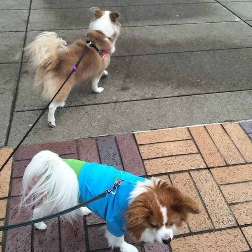 Two dogs, one in a blue sweater, attempting to walk opposite directions. They are each leashed, and the leashes go to the same point off-camera.
