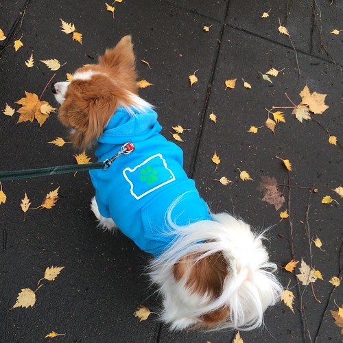 Happy looking away from the camera in his blue Oregon heart hoodie. It shows it off better.