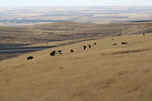 A wide shot of cows grazing on brown grass out in middle of nowhere, Oregon.