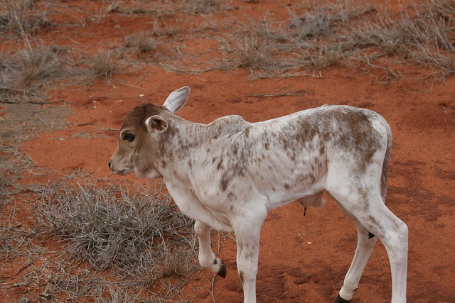 A white calf with brown spots in Kenya, around Tsavo National Parks. Very dry, scrubby vegetation, and red soil.