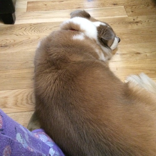 A straight-down-the-leg shot of Kiki sleeping on my slippered foot. Literally on it.