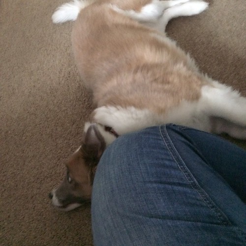 My knee, in jeans, next to a dog (Kiki). She has contorted herself to be lying right up against me while looking behind her to an off-camera Bill.