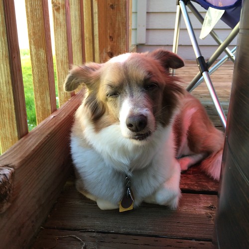 Kiki falling asleep out on the deck in her happiest place. Between me and Bill.
