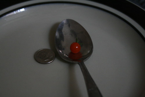Sweet Pea Tomato with Dime.