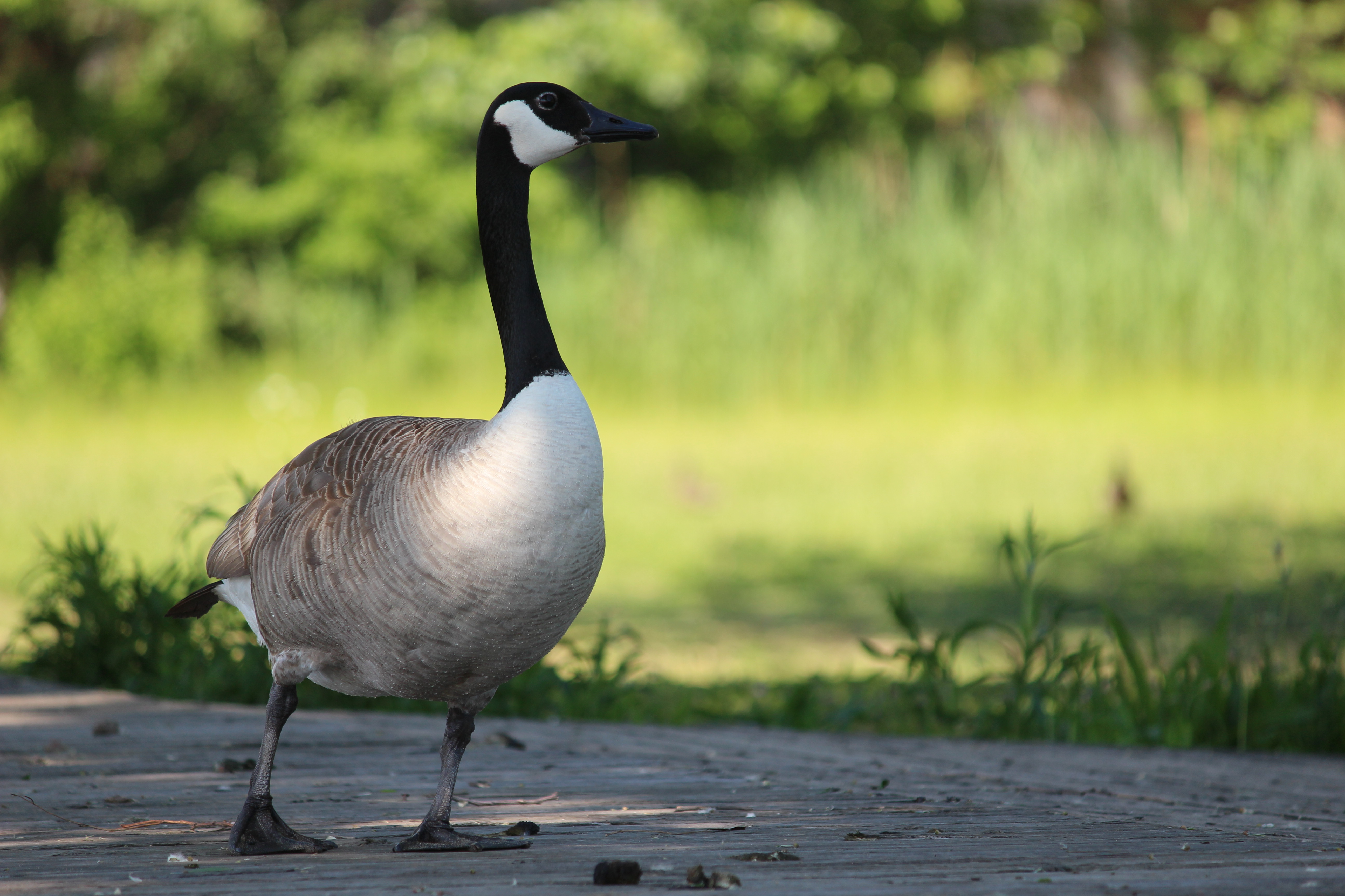 Canada goose shop windsor canada