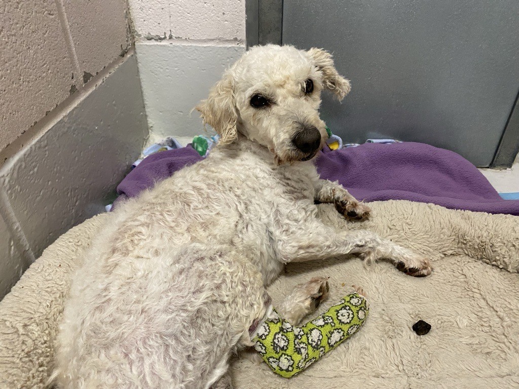 Humane Society Asking For Help To Treat