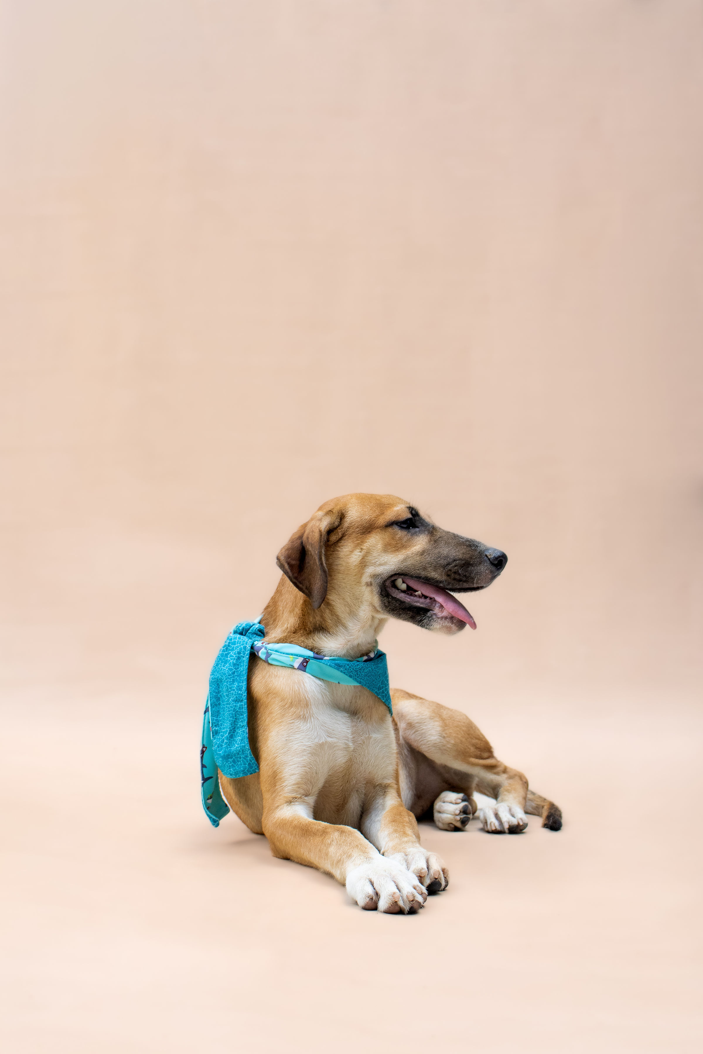 Foto de Taco