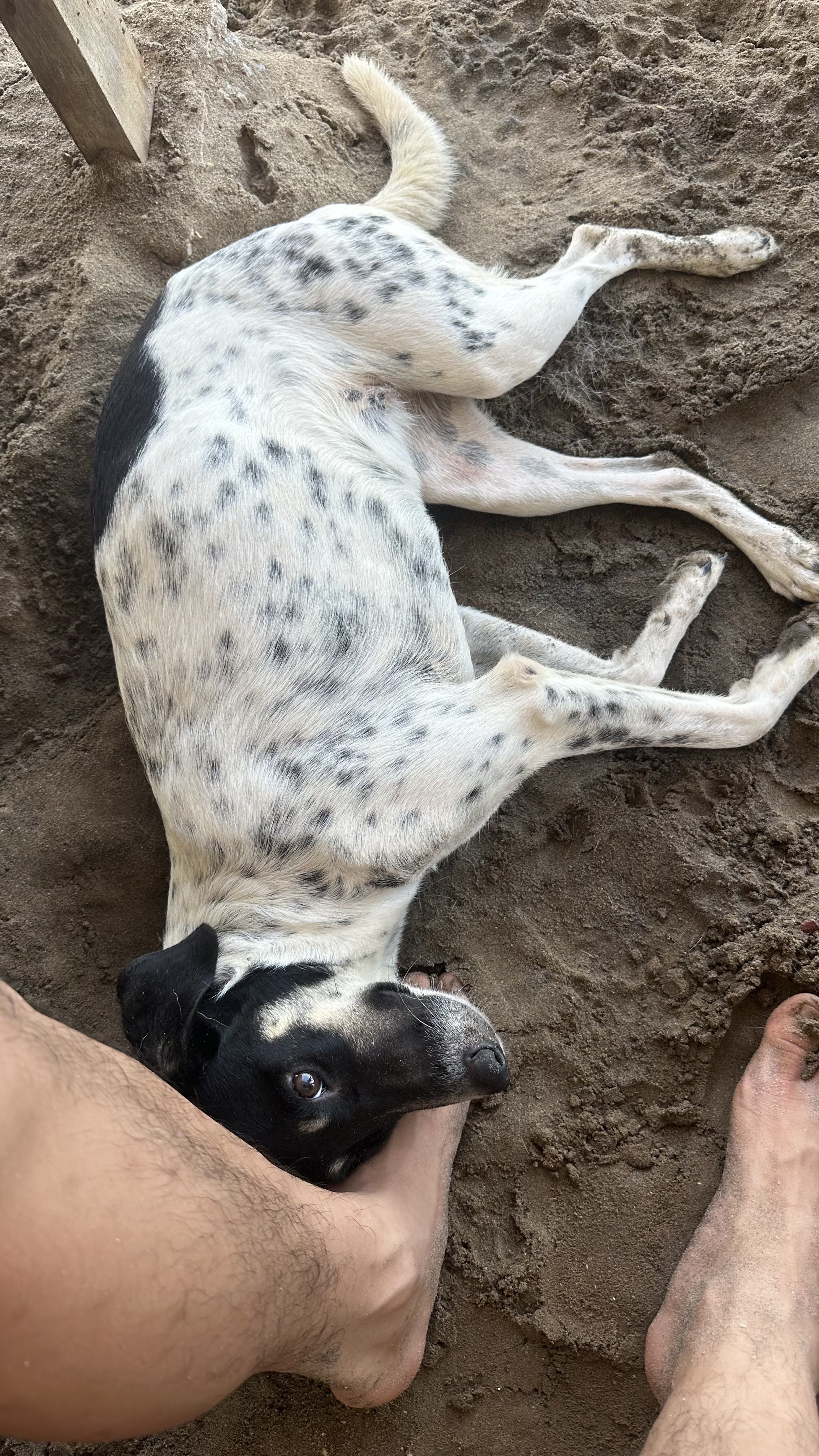 Foto de Manchitas