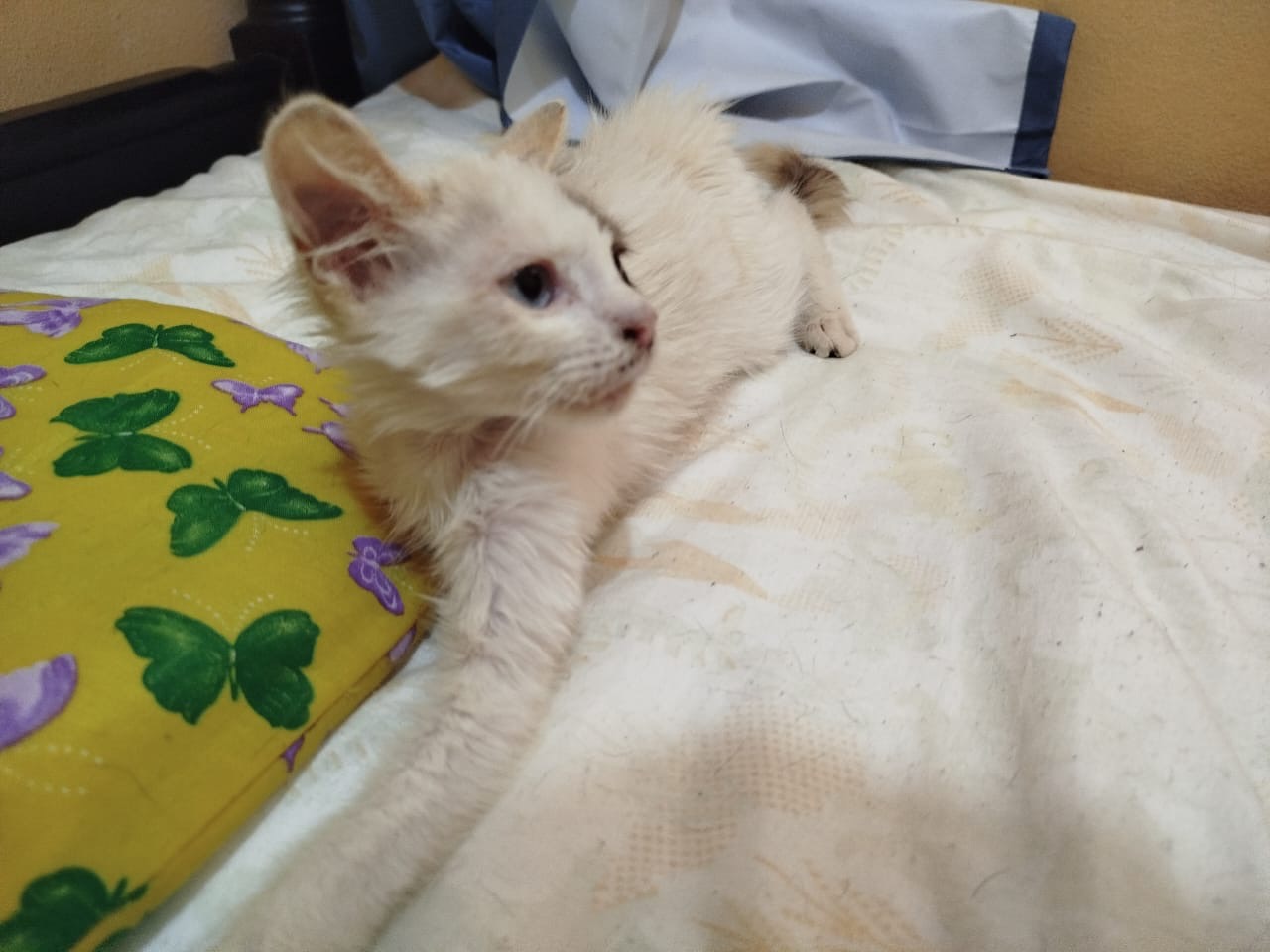 Foto 2 de Gatita blanca