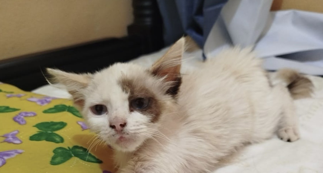Foto de Gatita blanca