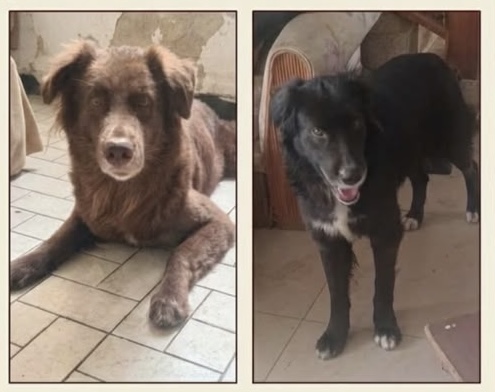 Foto de Pitazo y black