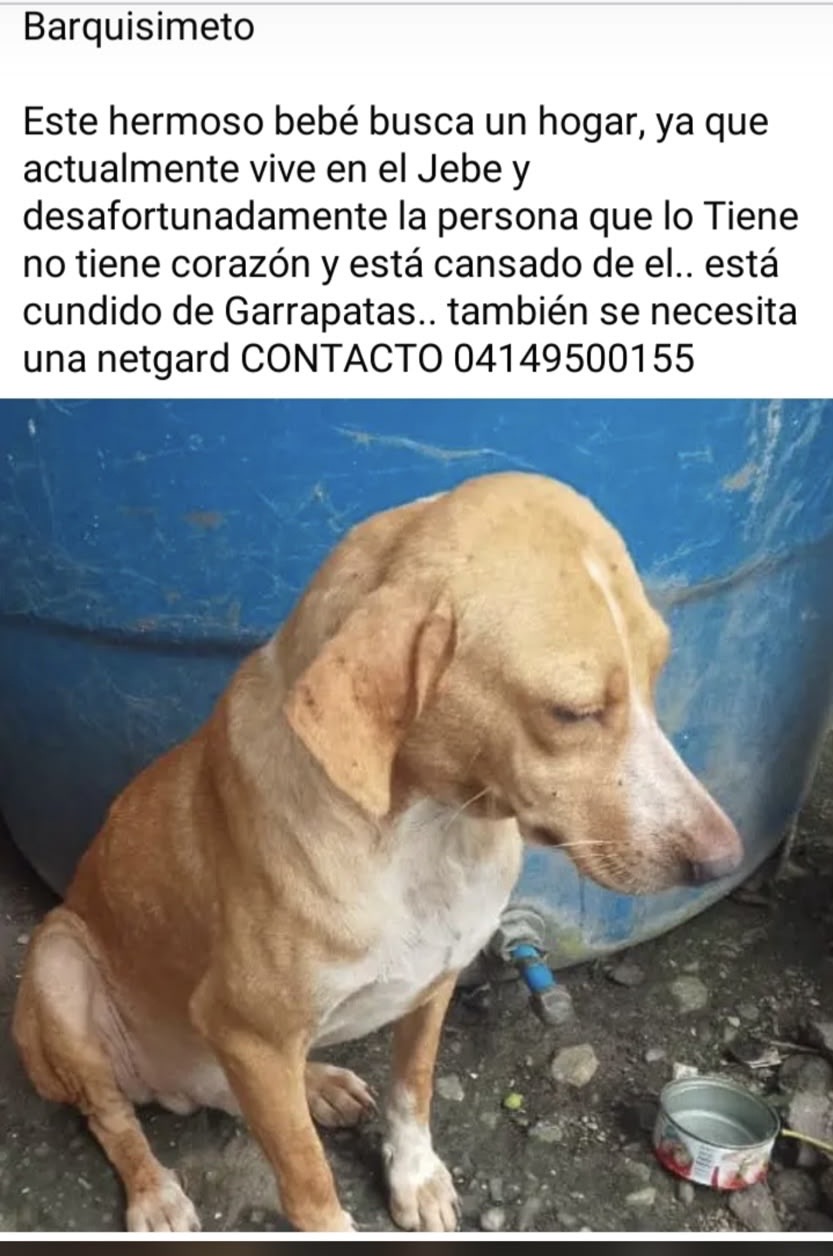 Foto de Perro