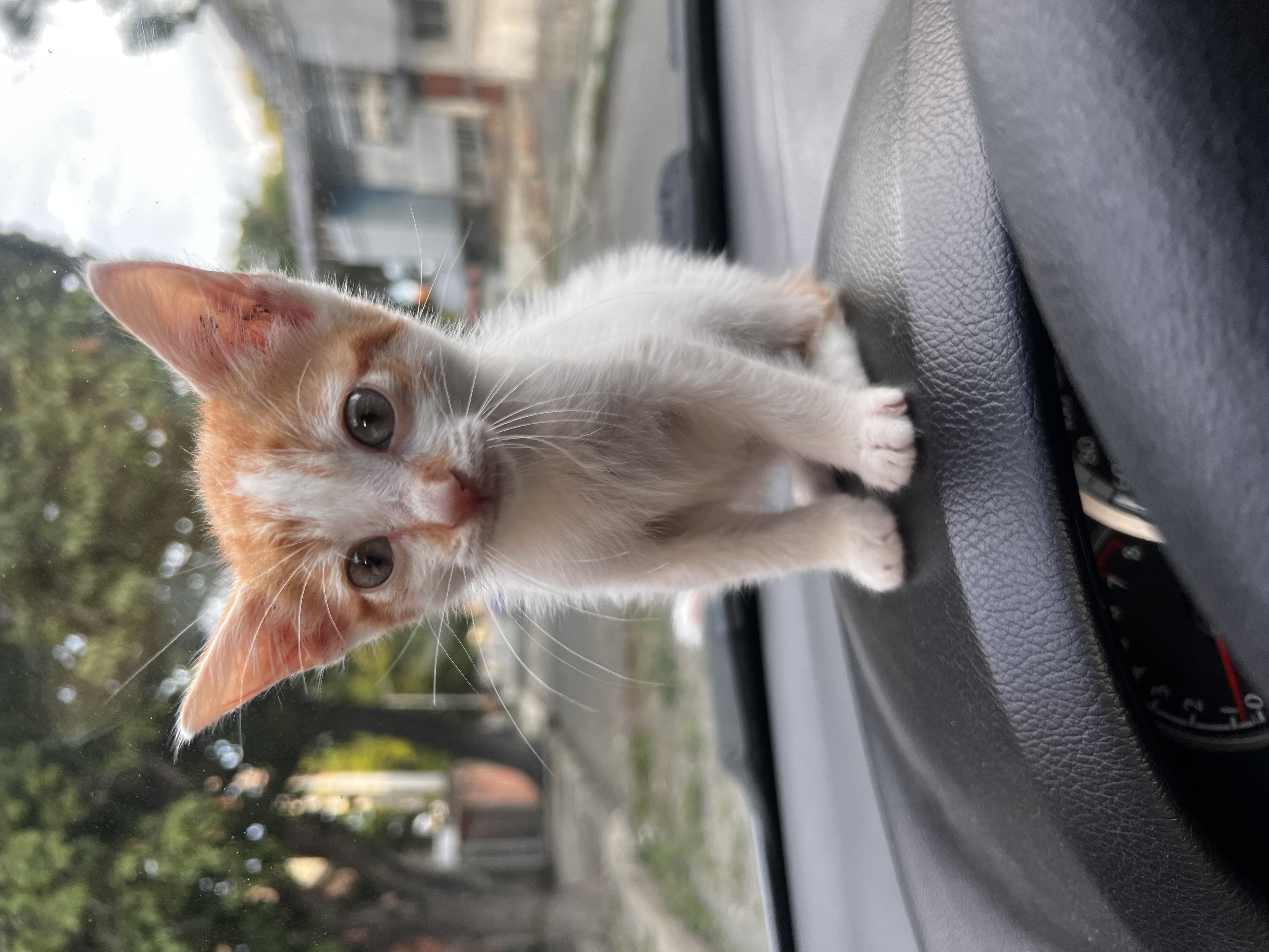 Foto de Ángel