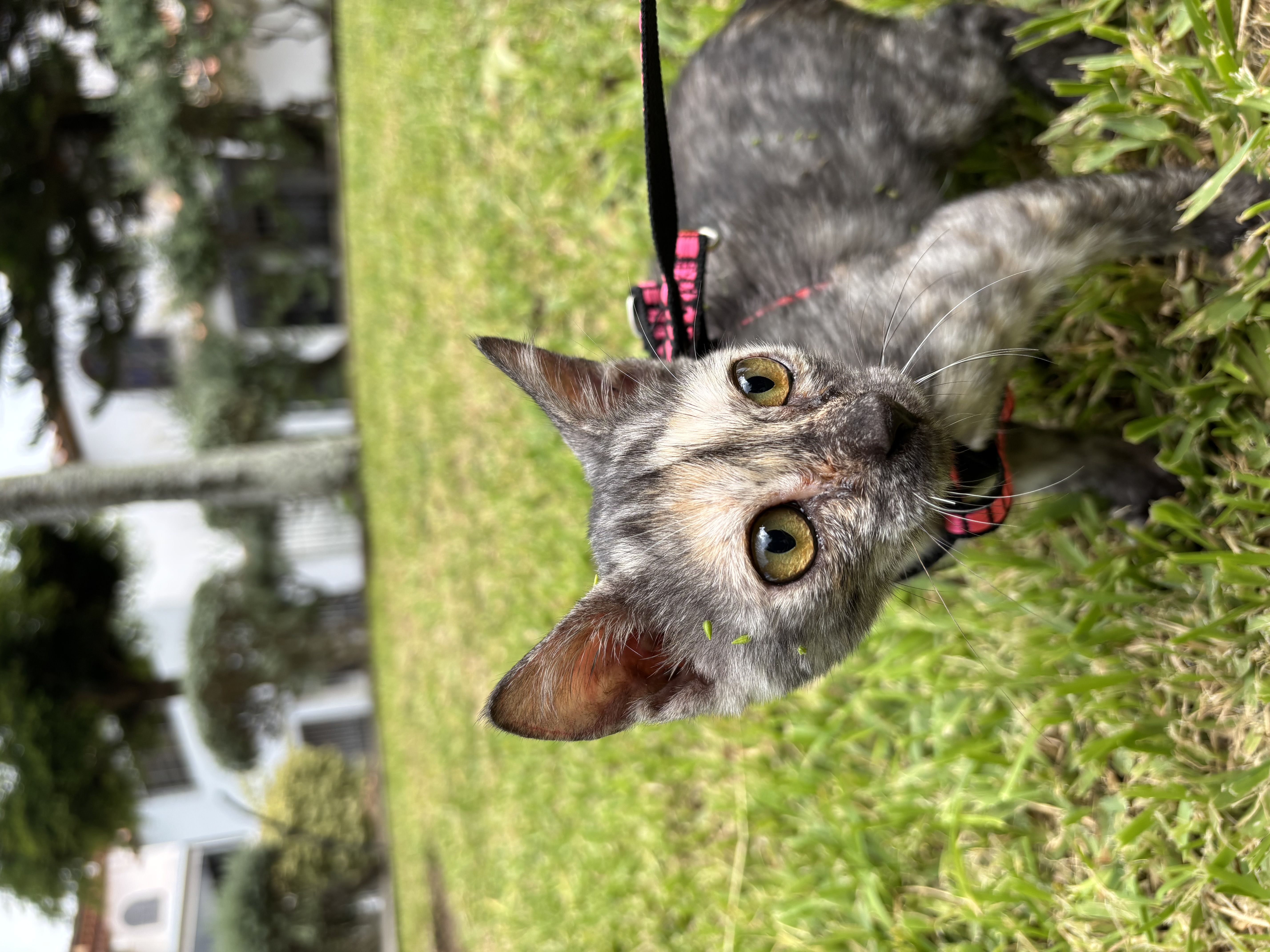 Foto de Sushi