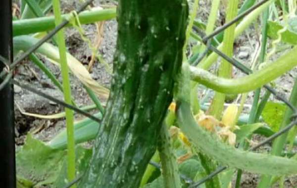 Cucumber Vegetables