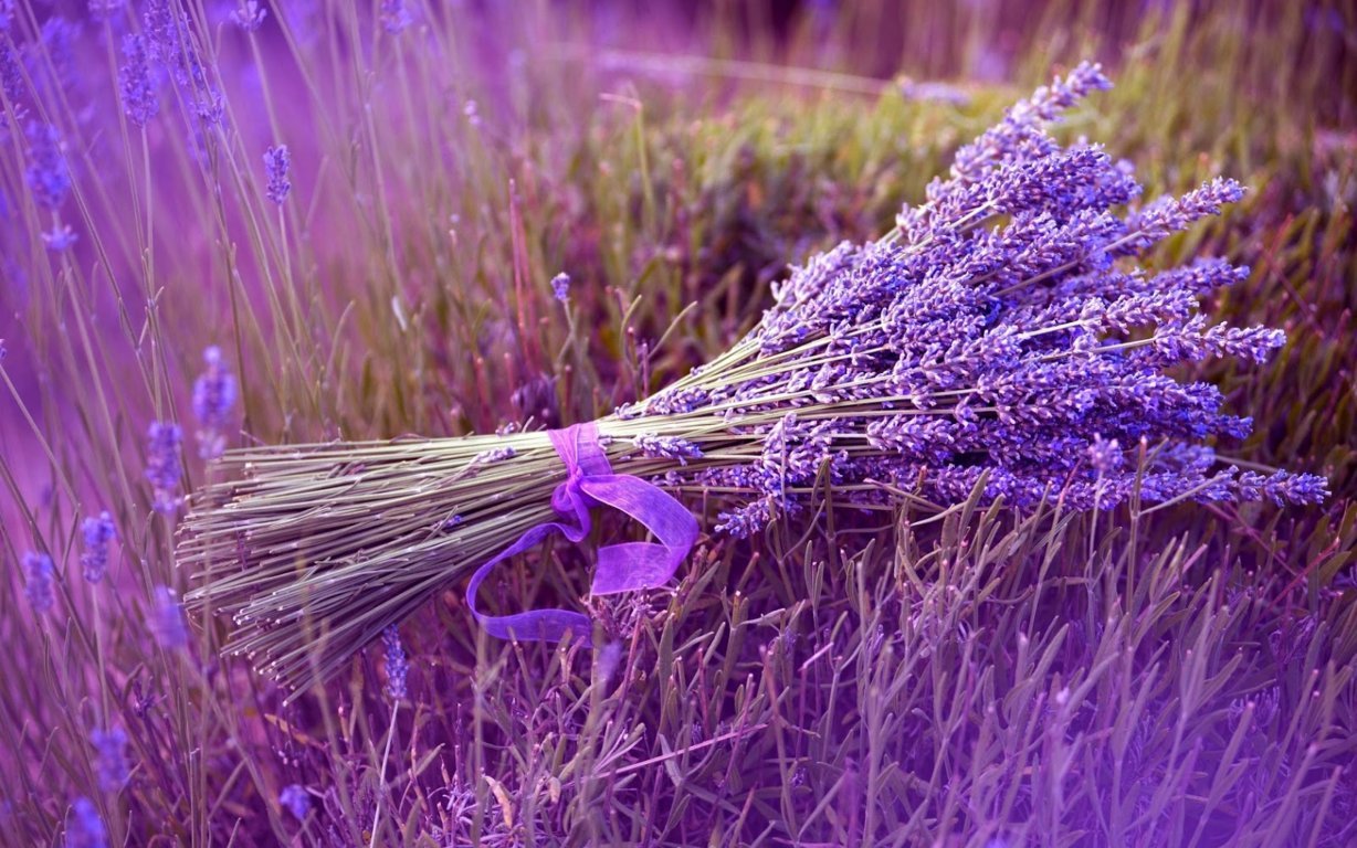 Bạn biết gì về hoa Lavender | Hoatuoivannam.com