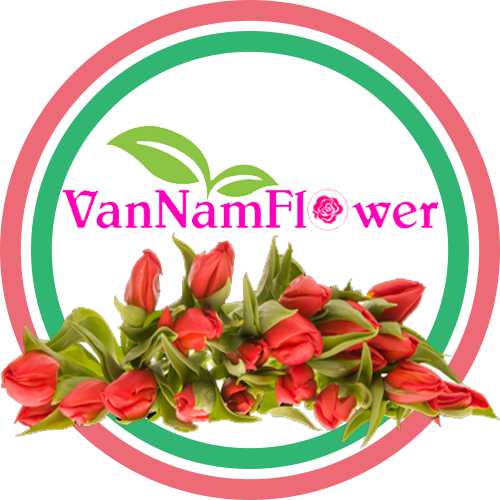 Hoa Tươi Văn Nam