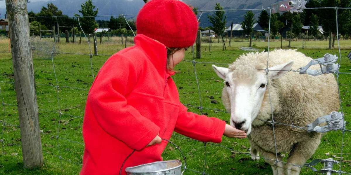 Guide to Raising Sheep - Straightforward and Simple Tricks to Know Before You Raise Sheep