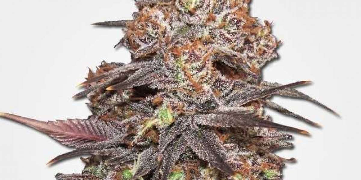 Purple Weed: Almost everything You may need To know