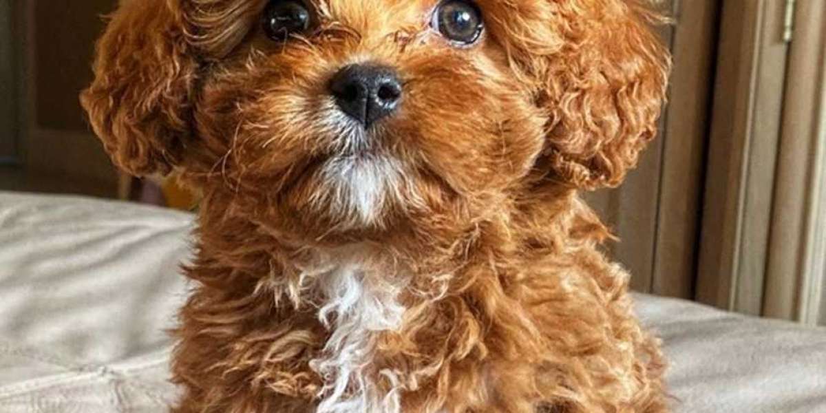 Buy Cavapoo puppy Online