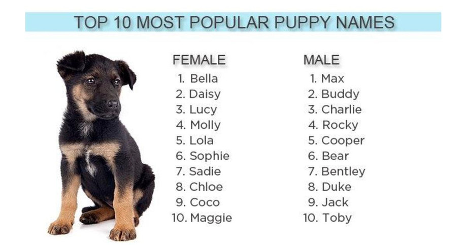 Indian Female Dog Names for Female Dog's - JustPaste.it