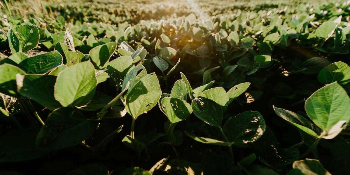 The Role Of Technology In Optimizing The Global Soy Supply Chain 