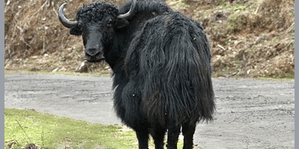 Yak Choe Festival  of bhutan