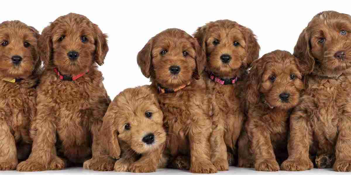 Finding Goldendoodle Puppies for Sale in Minnesota and Missouri