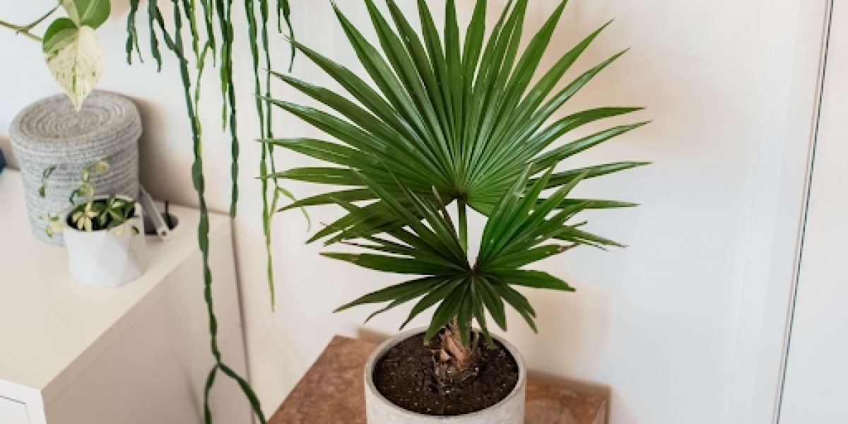 Palms Plant: Benefits and Everything Else