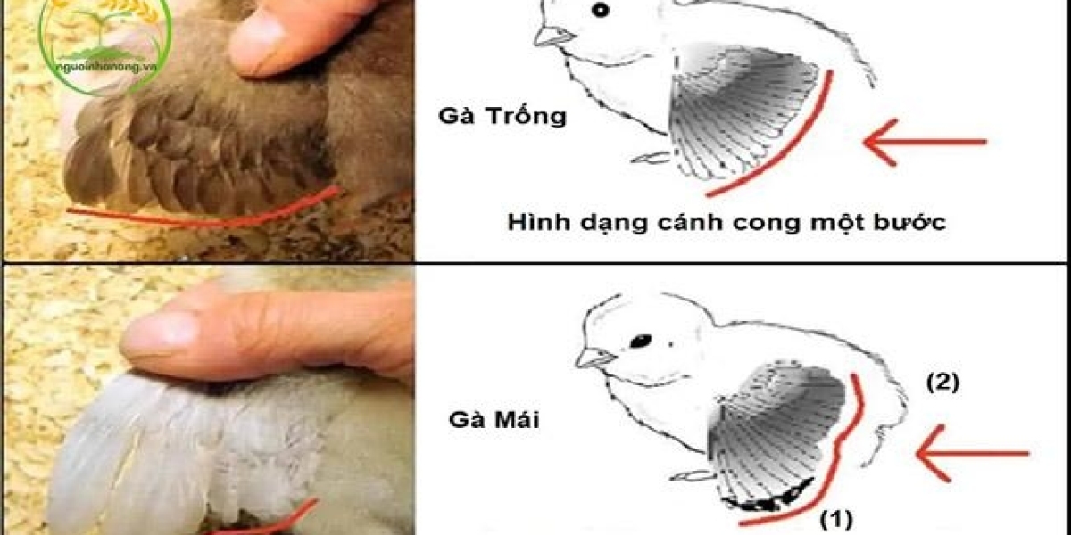 Tim hiểu  cách phân biệt gà con trống mái chính xác nhất mọi người nên biết