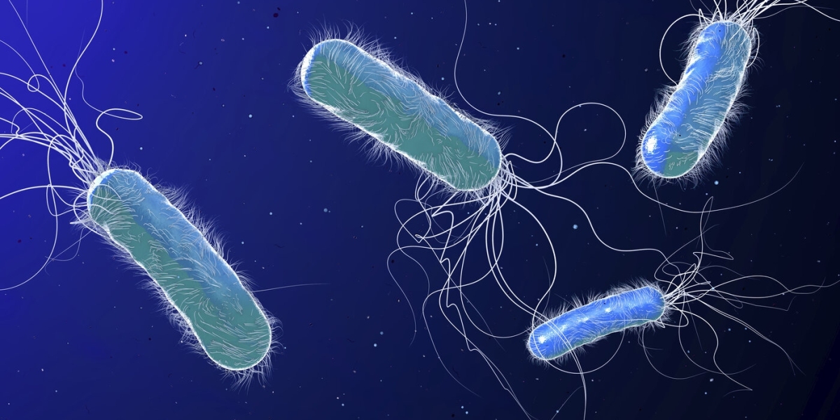 Pseudomonas Aeruginosa Treatment Market Insights on Key Industry Opportunities & Drivers | MRFR