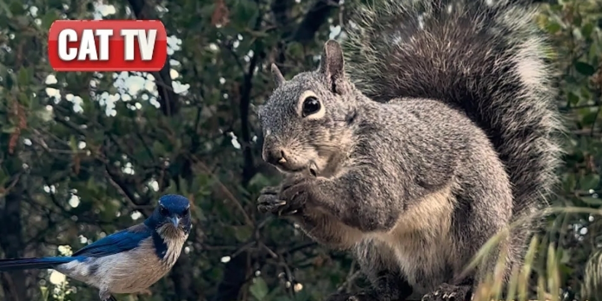 Nature Watching Adventure: California Wildlife Compilation on Cat TV