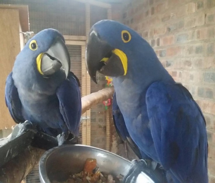 Hyacinth Macaw parrots | 404/27 Park Street, Sydney NSW 2000, Australia