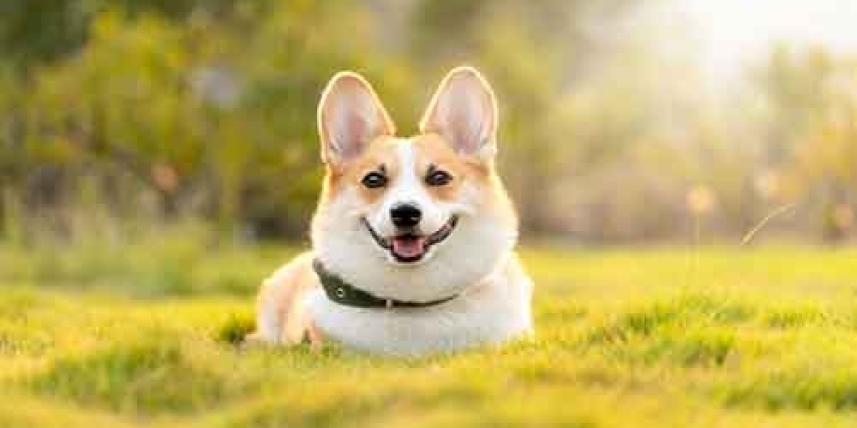 Welsh Pembroke Corgi for Sale: Finding Your Perfect Welsh Corgi Pembroke Puppies