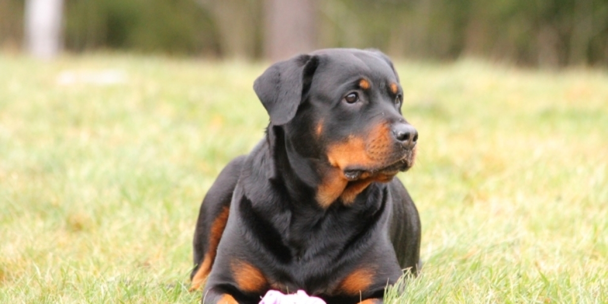 Rottweiler Price in Kerala (April 2023) | Breeders, Care tip